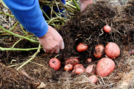 Easy-to-Harvest, Weed-Free Potatoes